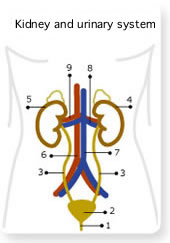 esquema aparato renal y urinario