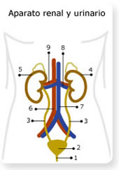 esquema aparato renal y urinario